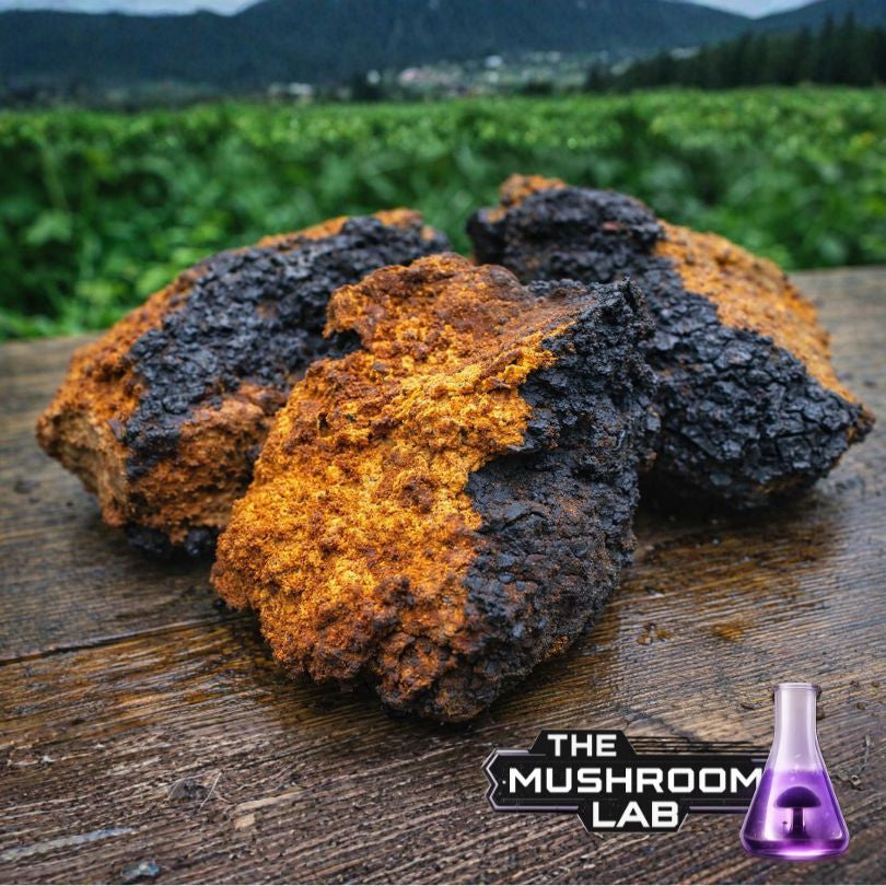 Chaga (Inonotus obliquus)