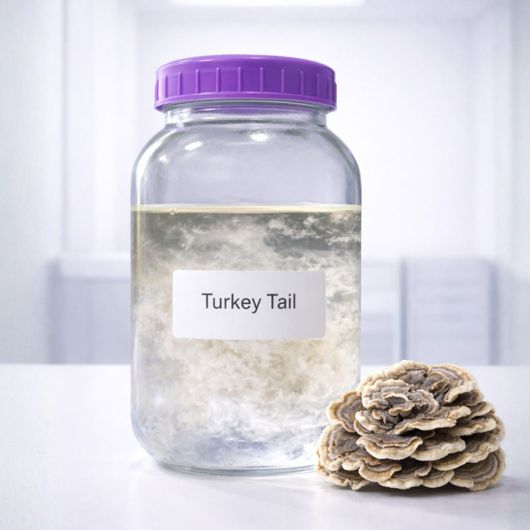 Turkey Tail Liquid Culture Syringe, Trametes versicolor
