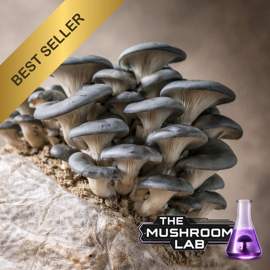 Blue Oyster (Pleurotus ostreatus) 10ml Liquid Culture