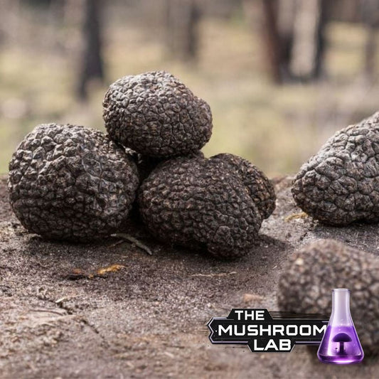 Black Truffle (Tuber melanosporum)