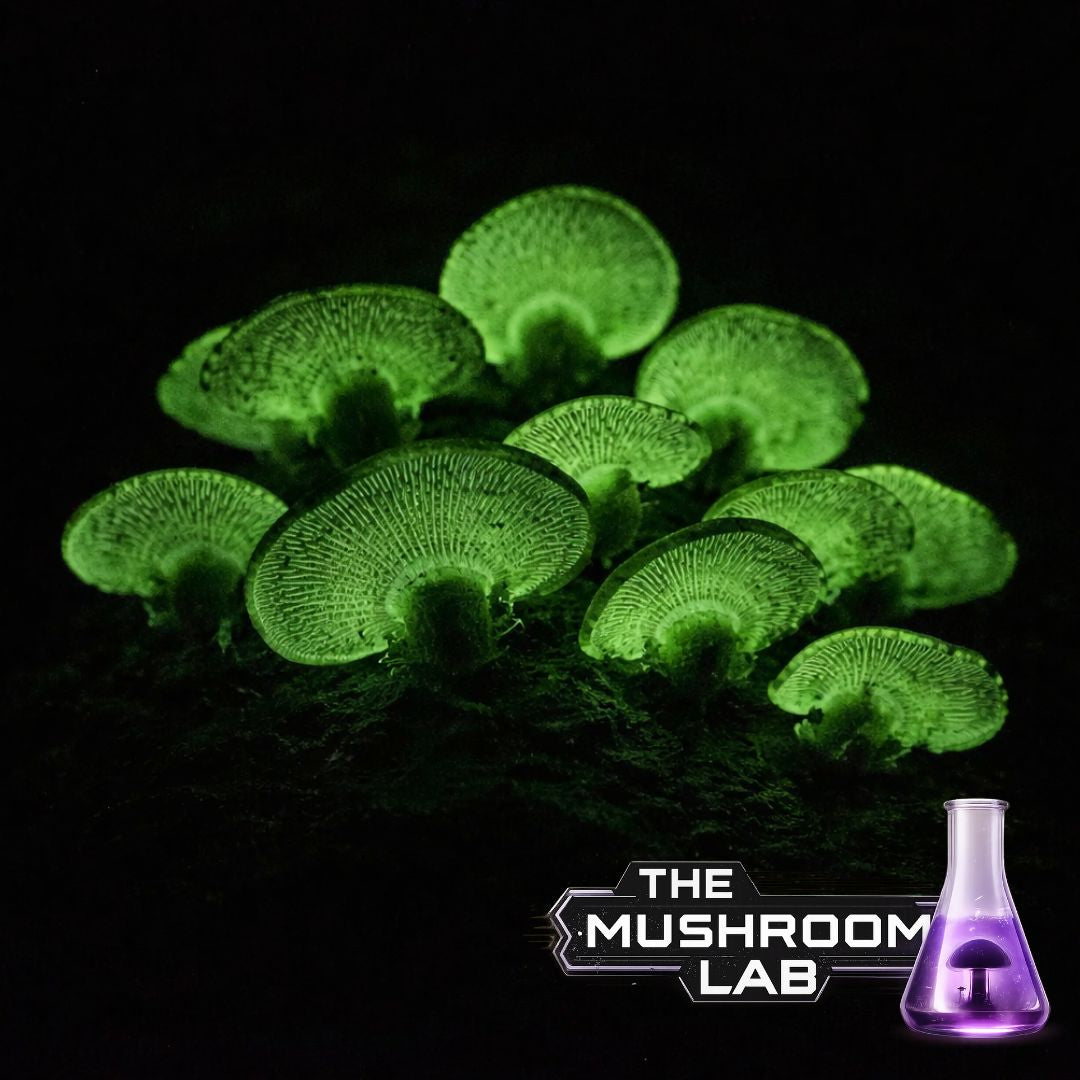 Bioluminescent Bitter Oyster Liquid Culture Syringe, Panellus stipticus