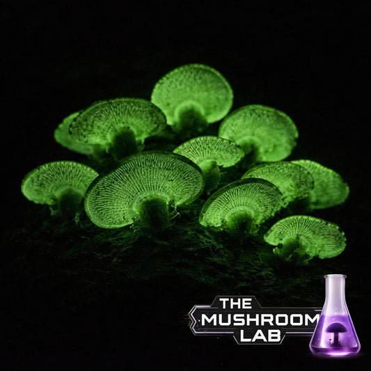 Bitter Oyster – Bioluminescent Strain (Panellus stipticus)