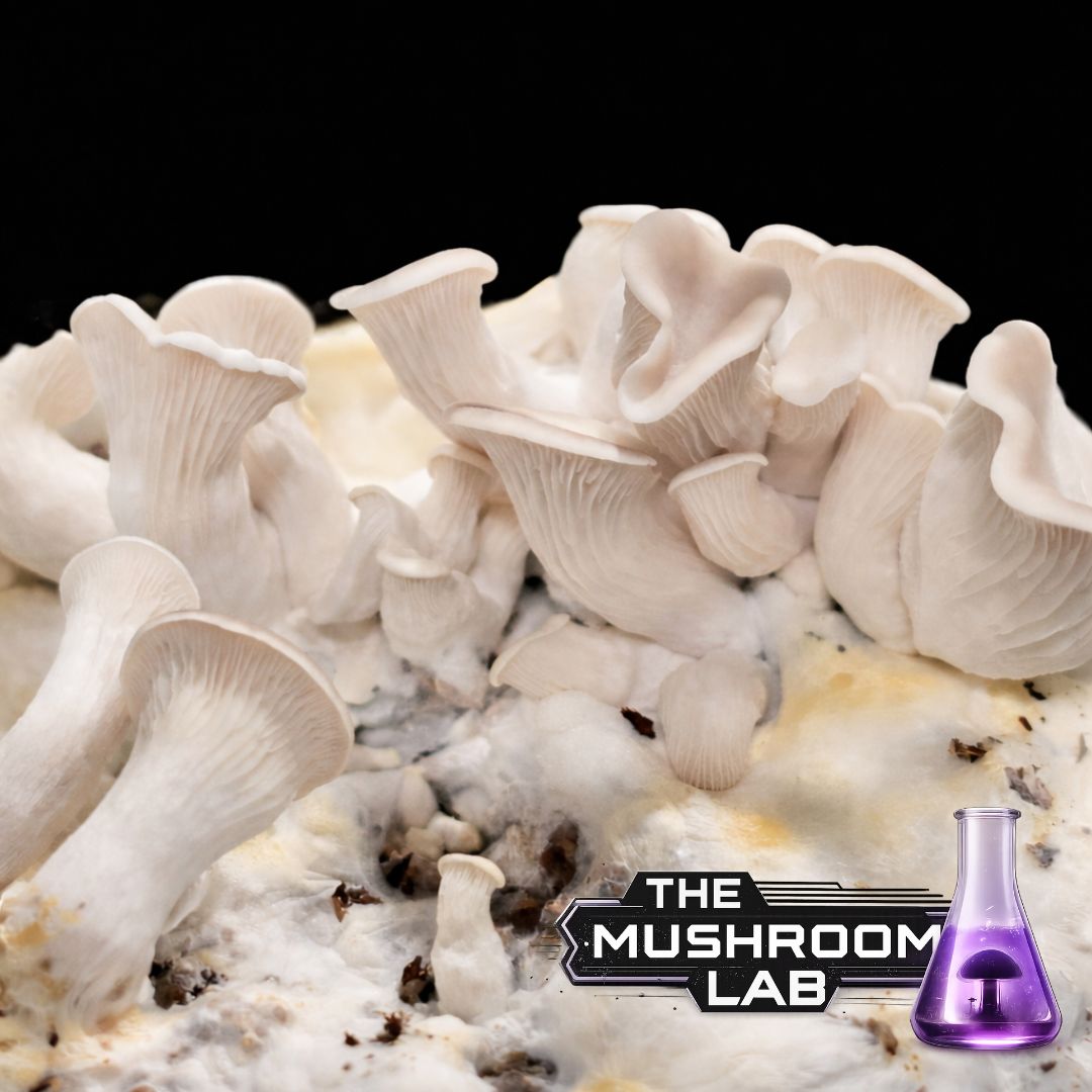 Complete Grow Kit: Rye, Master’s Mix & 10ml Liquid Culture