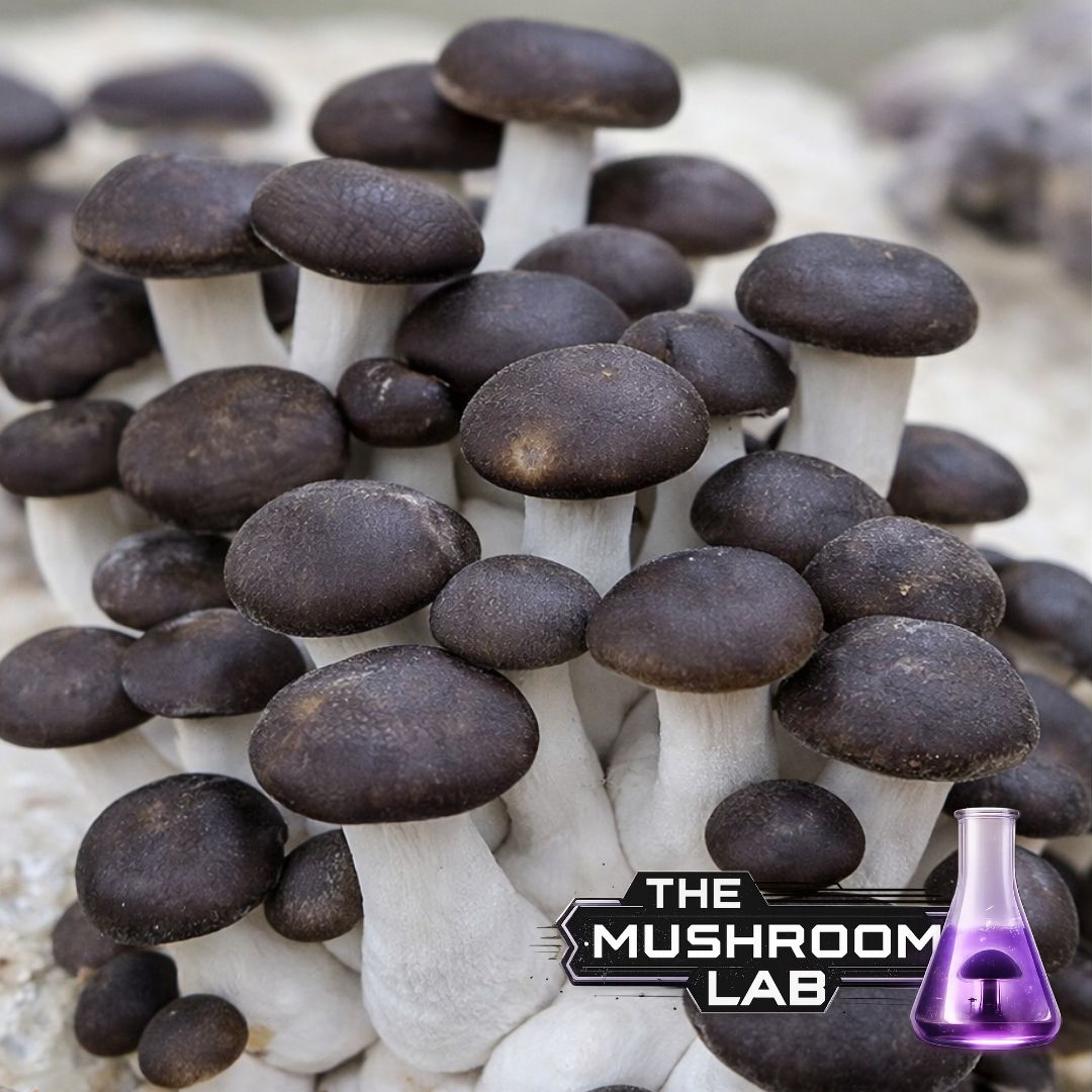 Black Pearl King Oyster (Pleurotus ostreatus × eryngii)