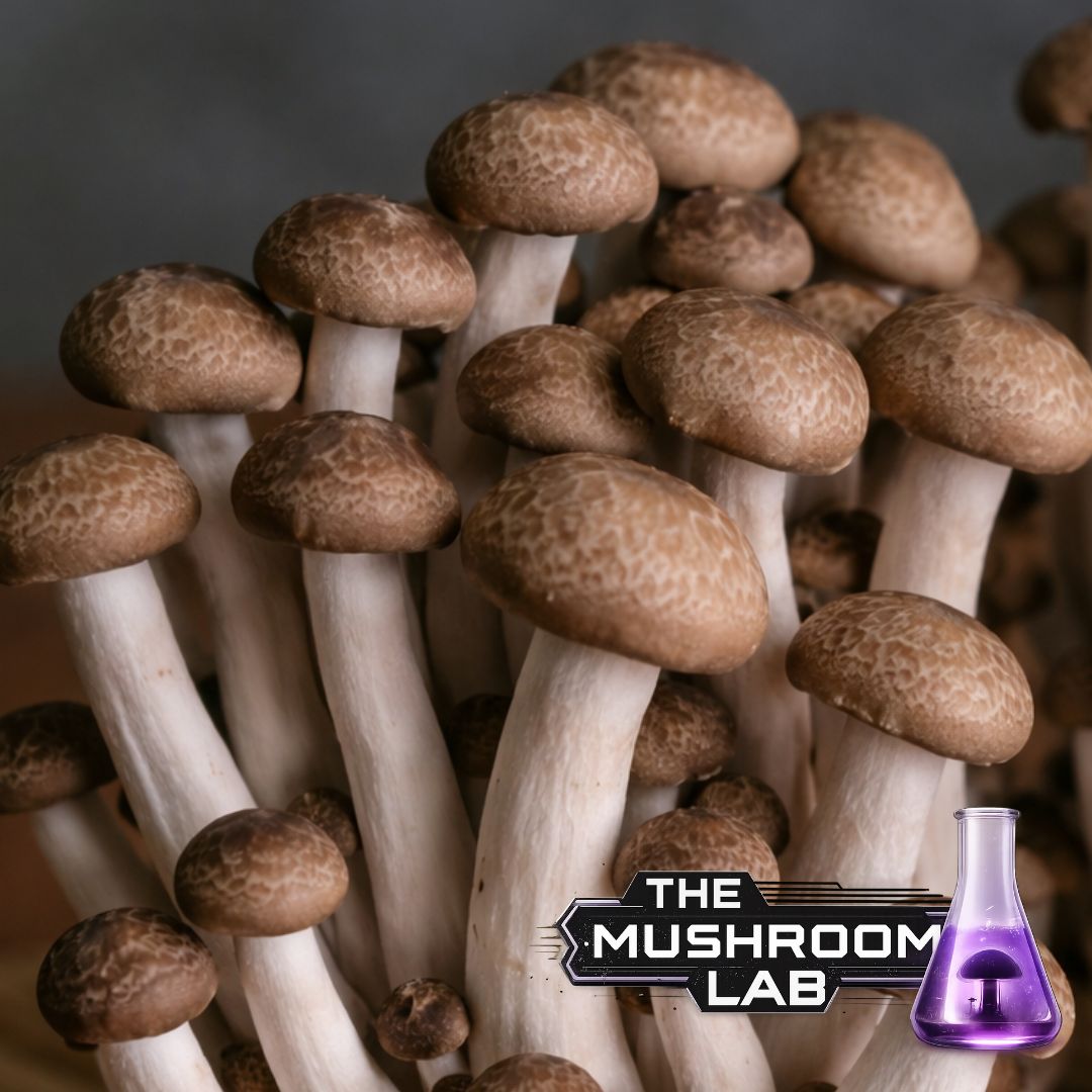 Brown Shimeji (Hypsizygus tessellatus — Buna-shimeji)