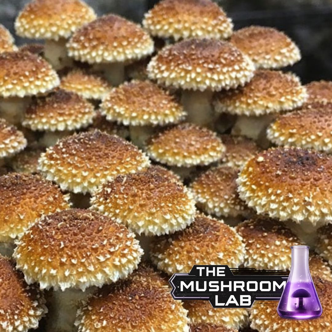 Complete Grow Kit: Rye, Master’s Mix & 10ml Liquid Culture
