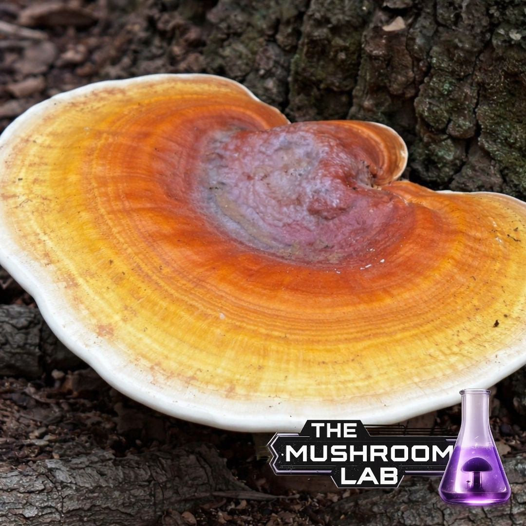 Golden Oyster (Pleurotus citrinopileatus)