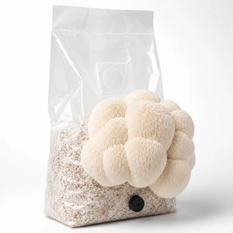 Lion’s Mane all-in-one mushroom grow bag