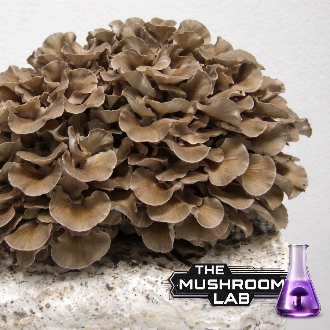 Maitake Liquid Culture Syringe, Grifola frondosa