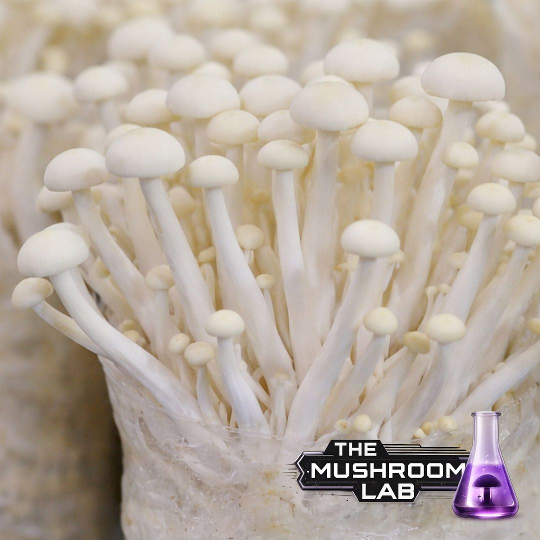 Complete Grow Kit: Rye, Master’s Mix & 10ml Liquid Culture