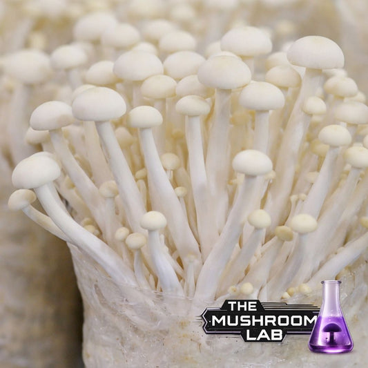 Enoki Liquid Culture Syringe, Flammulina velutipes