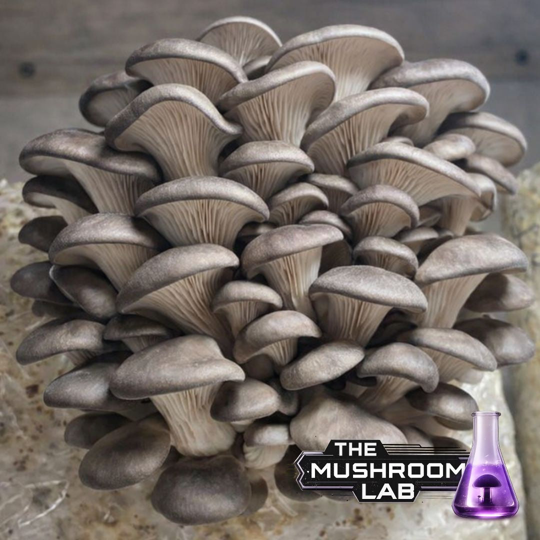Complete Grow Kit: Rye, Master’s Mix & 10ml Liquid Culture