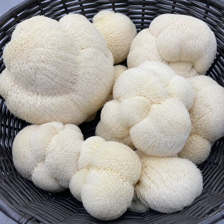 Lion's Mane mushroom grow kit