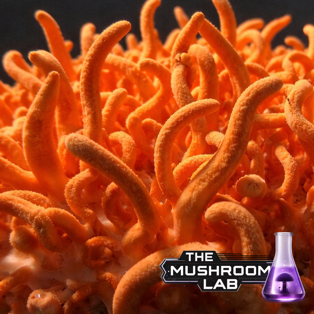 Cordyceps Militaris Liquid Culture Syringe