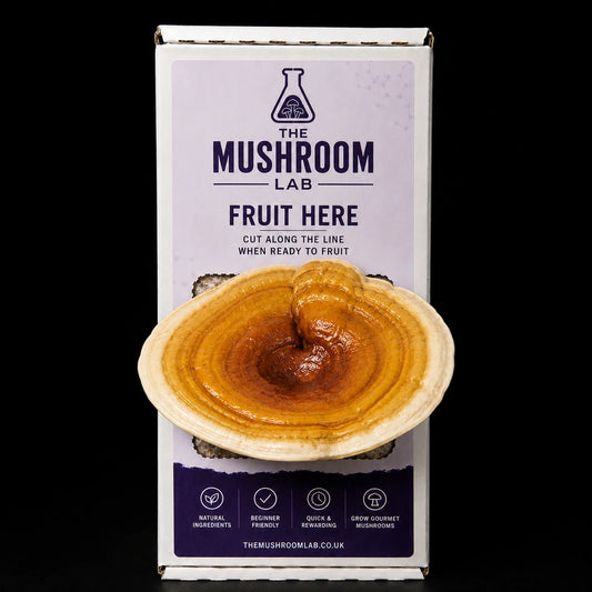 Everything you need to grow your own Golden Reishi mushrooms in as little as 4 weeks.