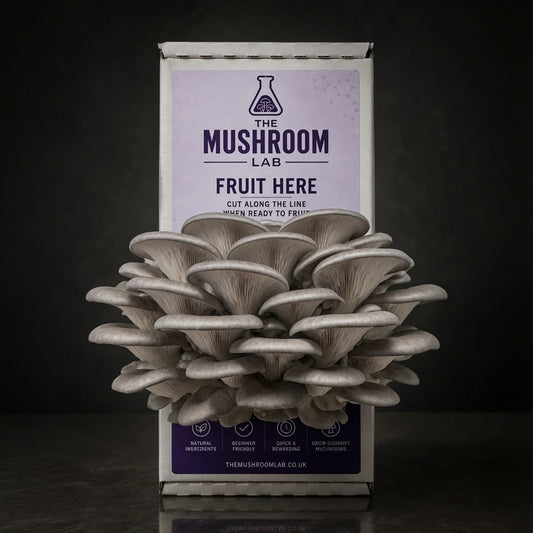Everything you need to grow your own Grey Oyster mushrooms in as little as 4 weeks.