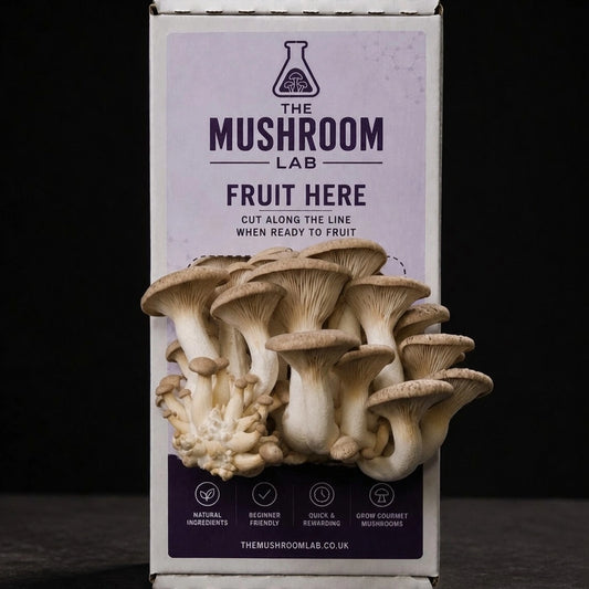 Everything you need to grow your own King Oyster mushrooms in as little as 4 weeks.