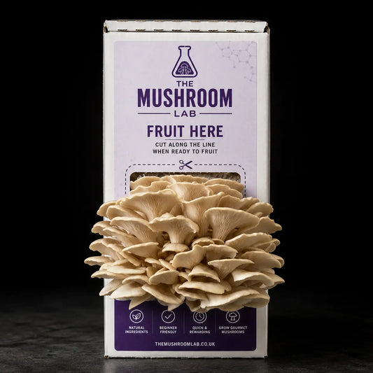 Everything you need to grow your own Phoenix Oyster mushrooms in as little as 4 weeks.