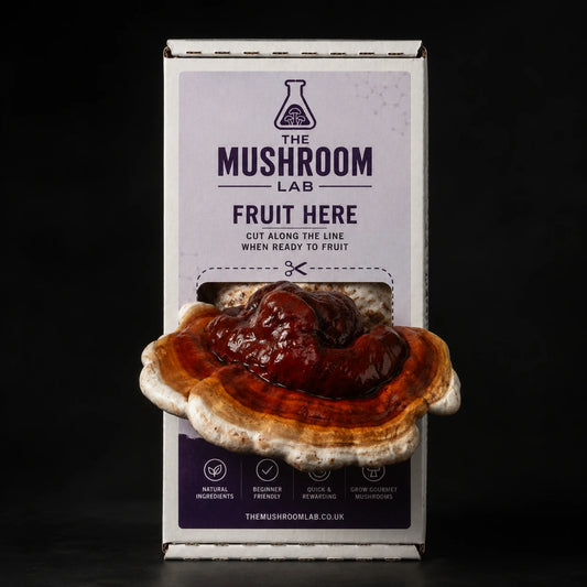 Everything you need to grow your own Red Reishi mushrooms in as little as 4 weeks.