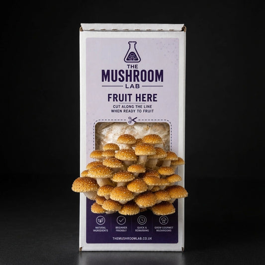 Everything you need to grow your own Speckled Chestnut mushrooms in as little as 4 weeks.