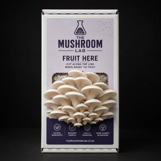 Everything you need to grow your own White Elm Oyster mushrooms in as little as 4 weeks.