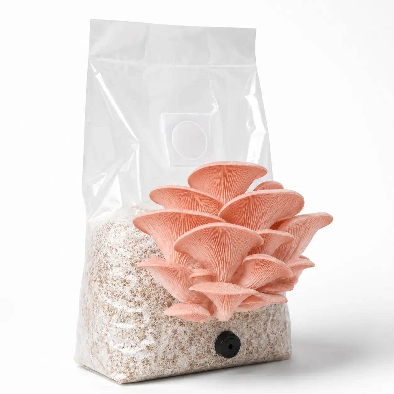 Pink Oyster mushroom grow kit