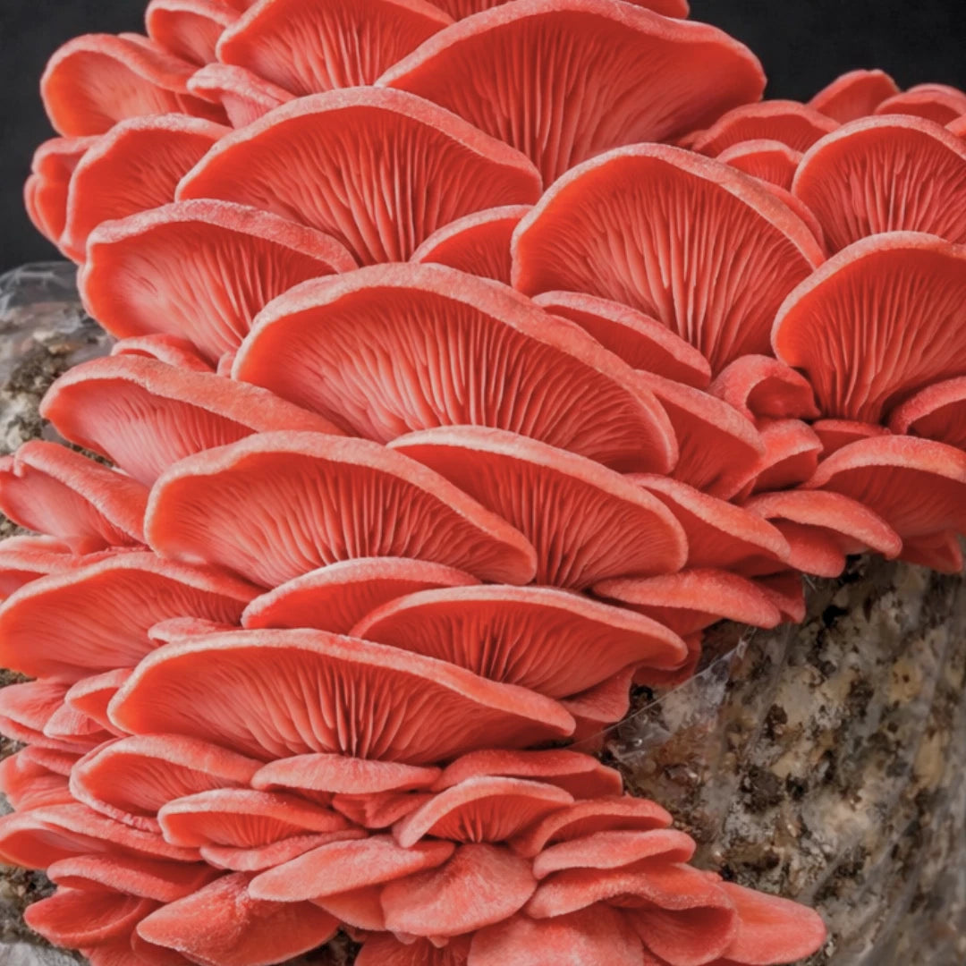 Pink Oyster Liquid Culture Syringe, Pleurotus djamor